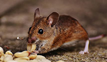 24 Hour & Emergency Exterminators in Ohio, IL